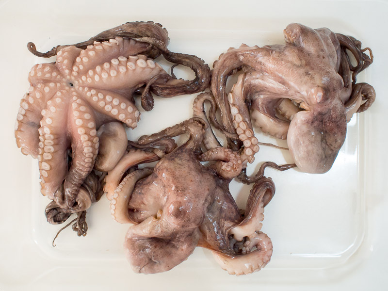 raw octopi