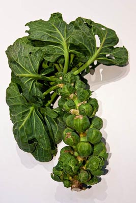 brussels sprouts on the stalk