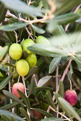 olives at the bella vista ranch