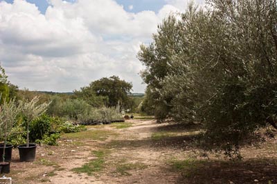 olive trees and garden at bella vista ranch