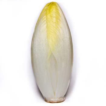 Belgian Endive