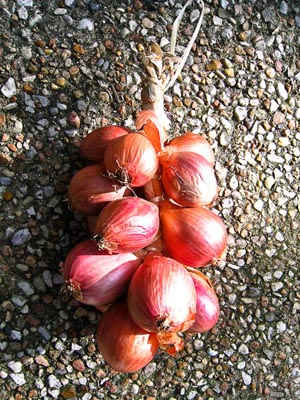 raw shallots